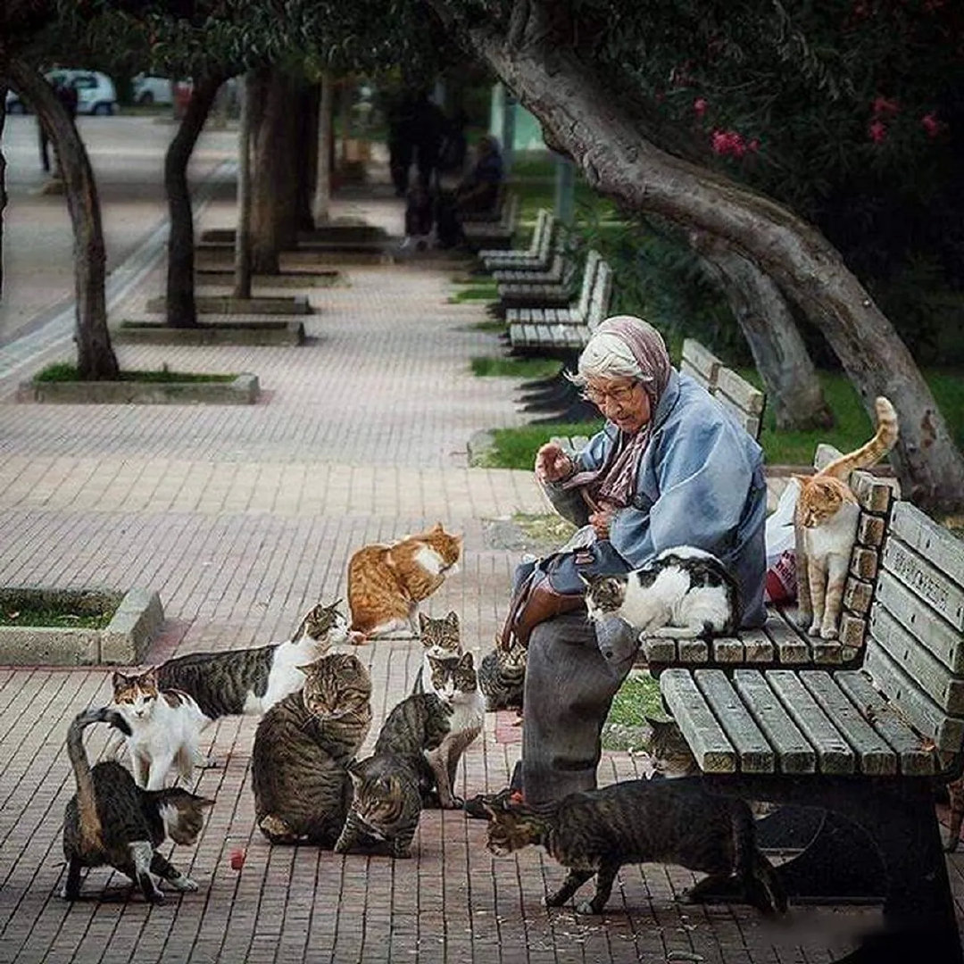 老照片：耄耋老人坐在路边长椅上喂食流浪猫。
