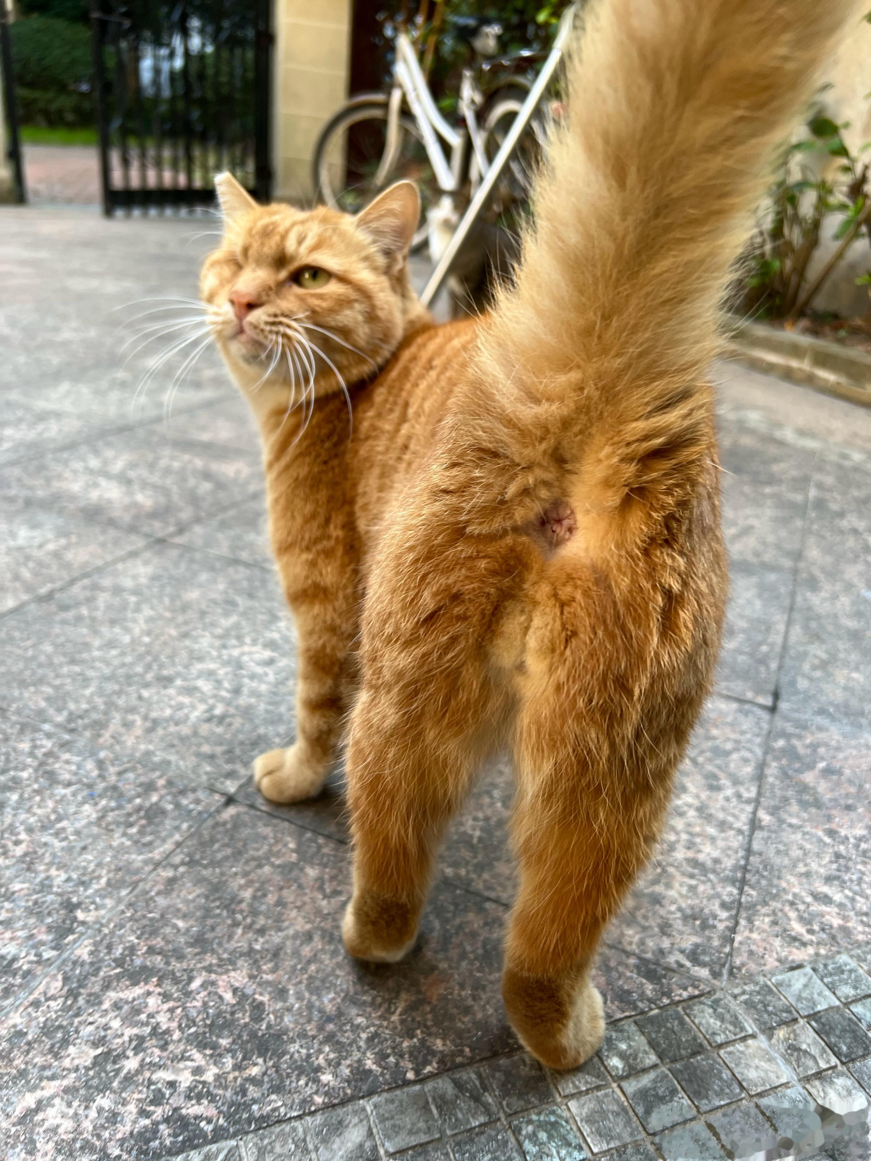 小橘仔的屁屁，看起来很有礼貌！ ​​​