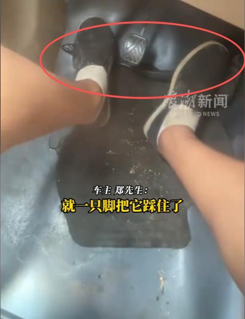 狠人！重庆，一男子开车上山，驾驶途中突然感觉脚边有东西在“哈气”，低头一看瞬间头