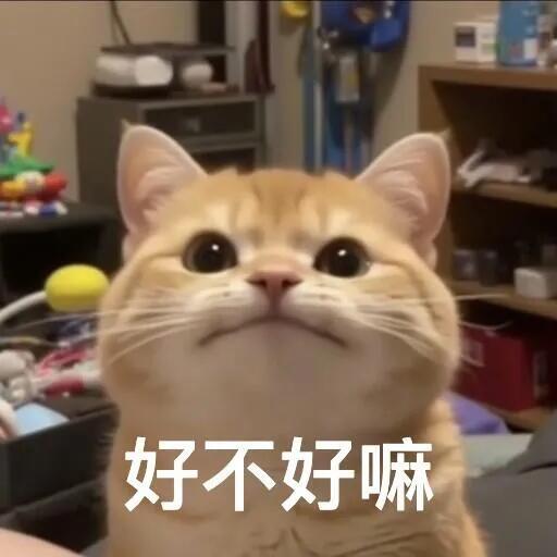 小猫咪表情包 [求关注] [中国赞][抱一抱] [憧憬][抱抱][求关注] [中