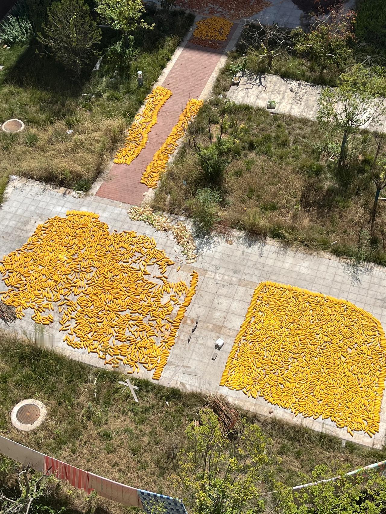今年玉米🌽价格下降的厉害啊，一斤才8毛或者9毛，前几年还一块多点呢，老百姓辛辛