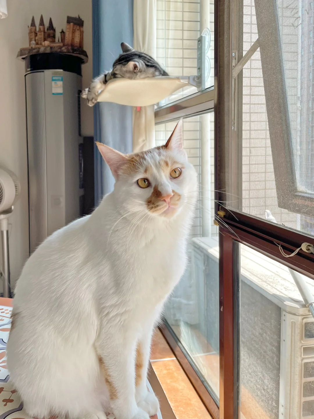 世界需要猫猫，猫猫需要我们