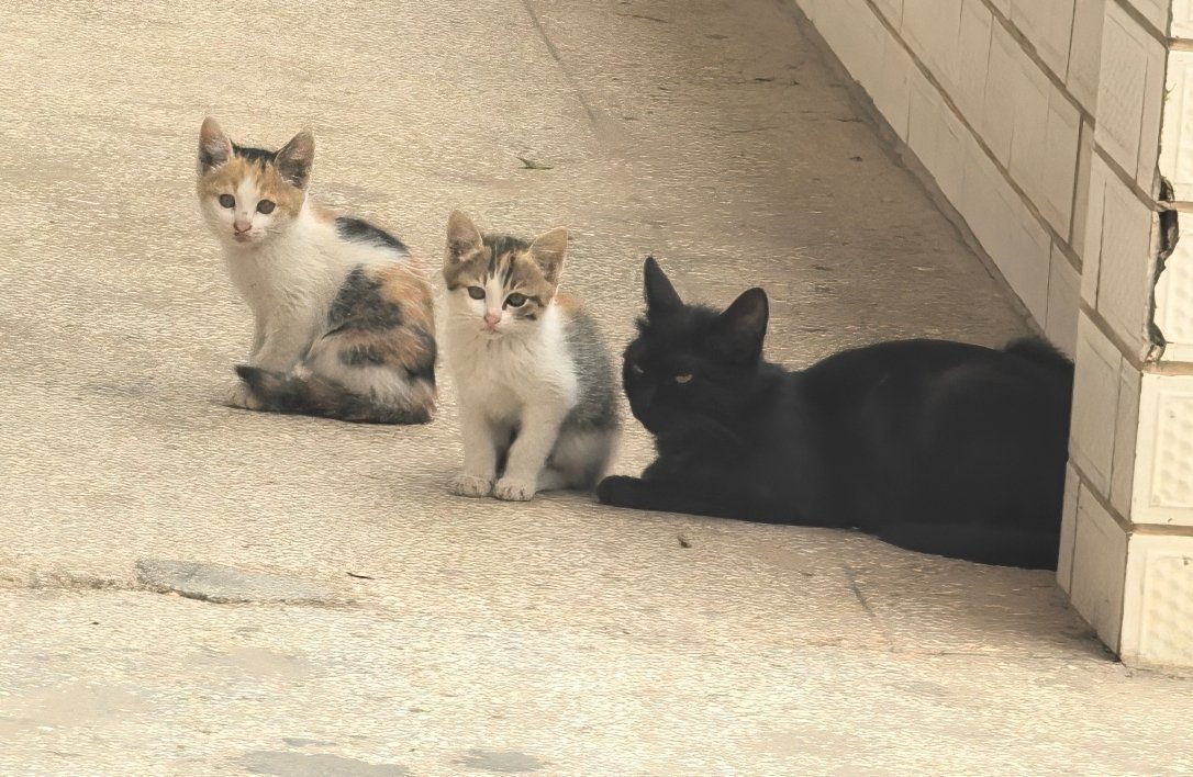 魏大勋 我偶遇的小猫咪一家～～