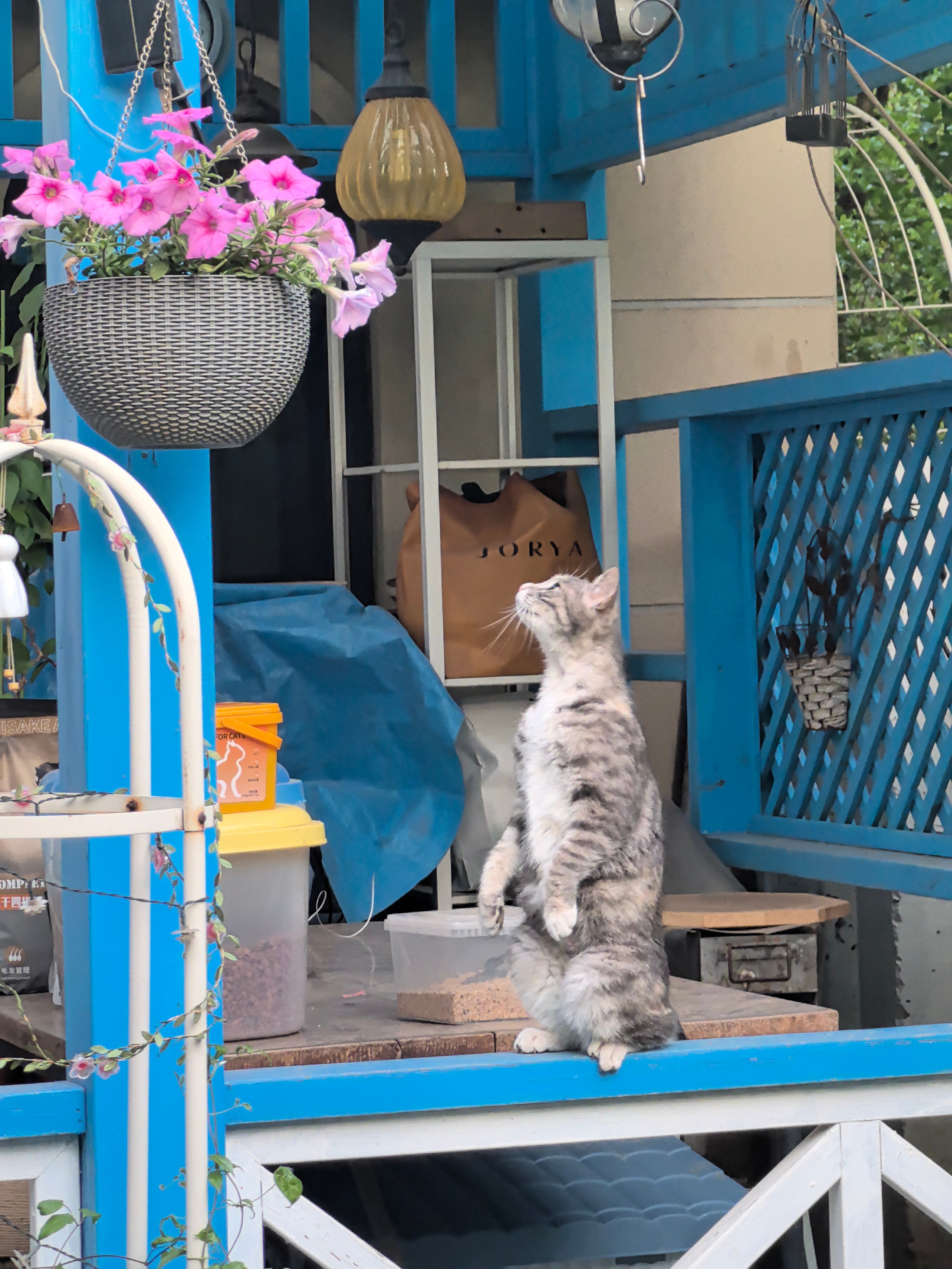 我家猫妈妈咪咪和猫宝宝TOM的幸福生活…