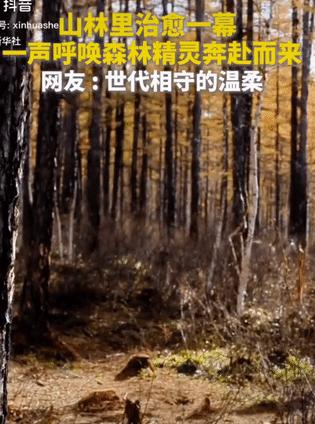 太神奇了！内蒙古，一名守林人朝着山林里只长长喊了一声：“嗨嗨嗨嗨......”，