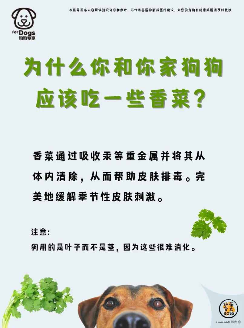 为什么你和你家狗狗应该吃一些香菜？