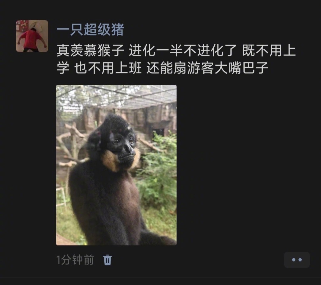 太羡慕猴子了！🐒 