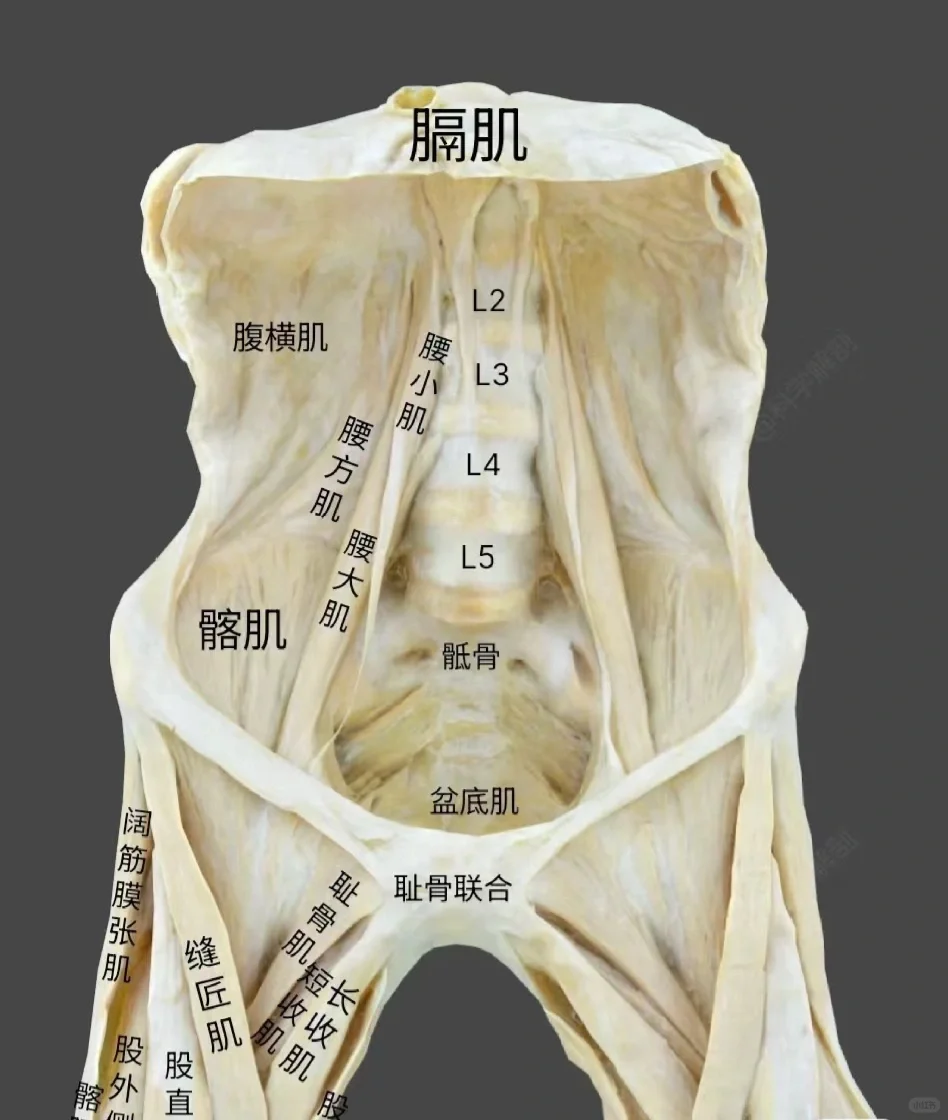 结构与瑜伽