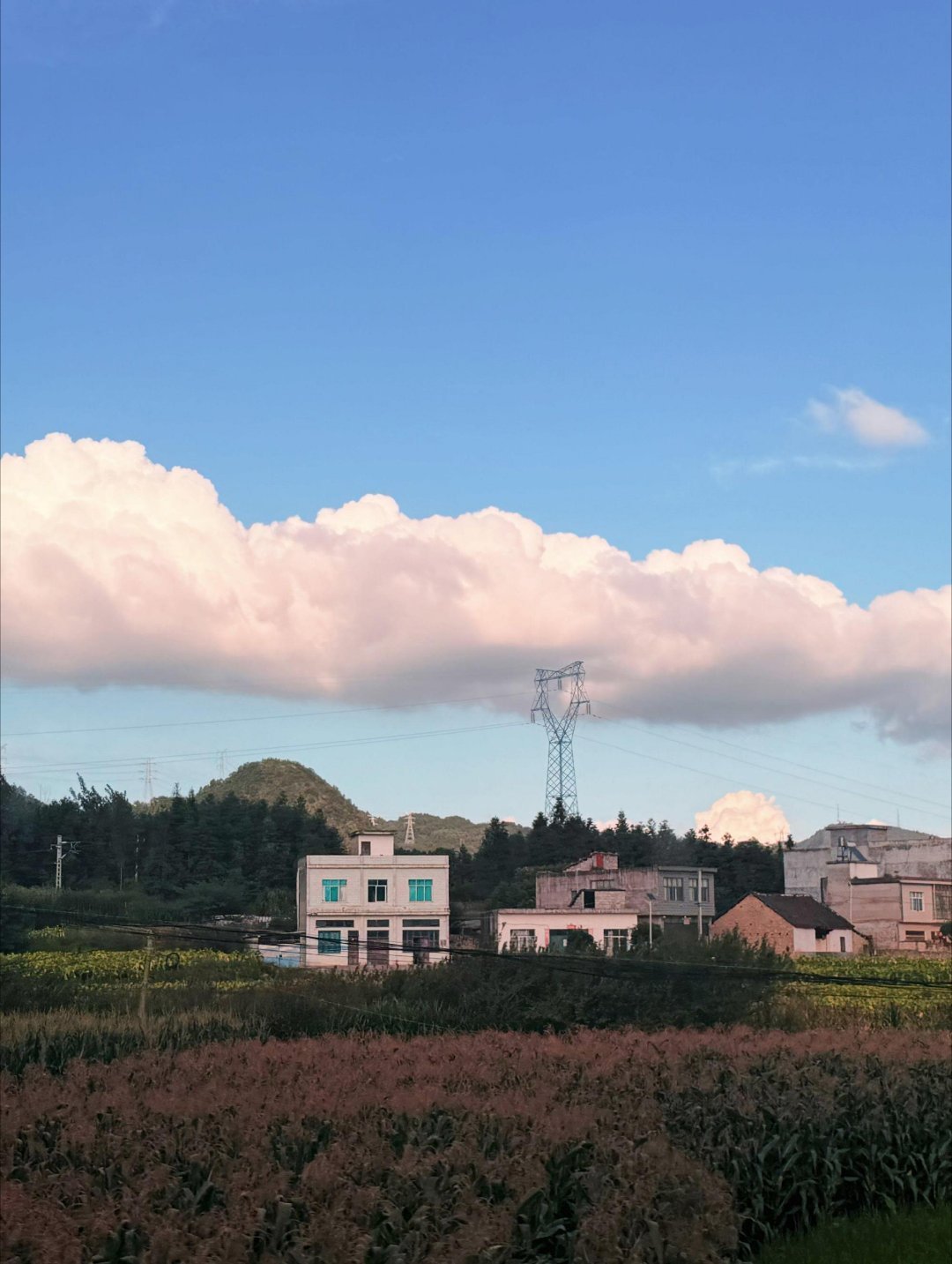 杨幂猫咪脑袋 秋日第一份治愈：杨幂喜欢鲜活的她，拍照记录出行的日记，就如同向日葵