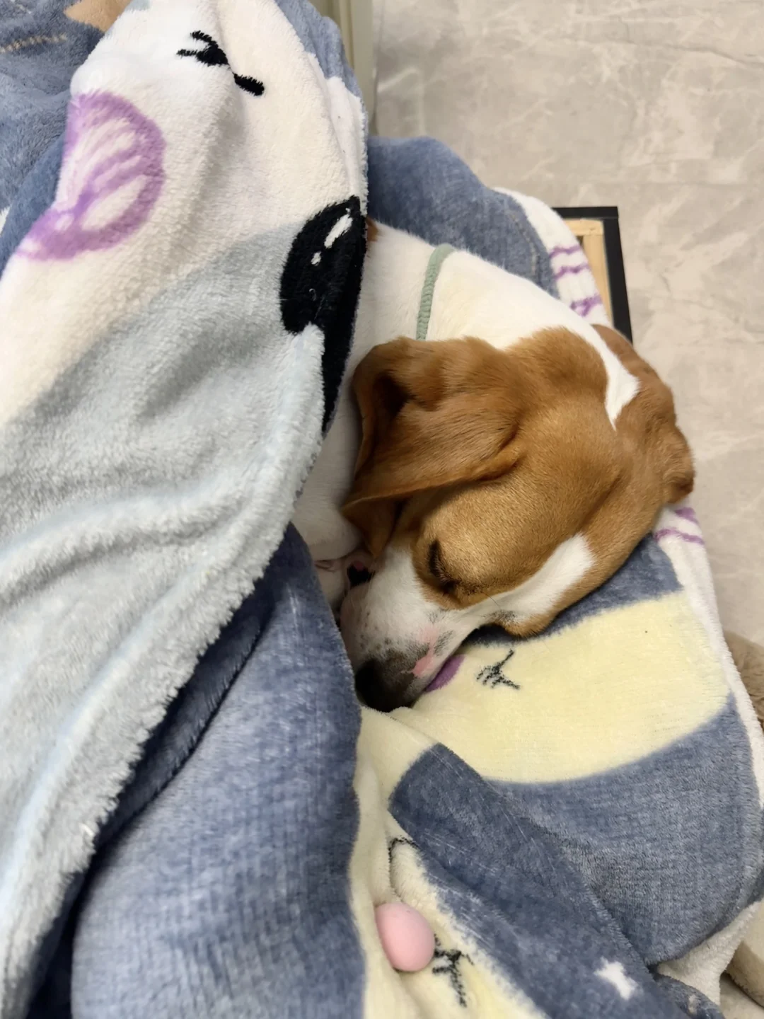 冬天了你是懂享受的