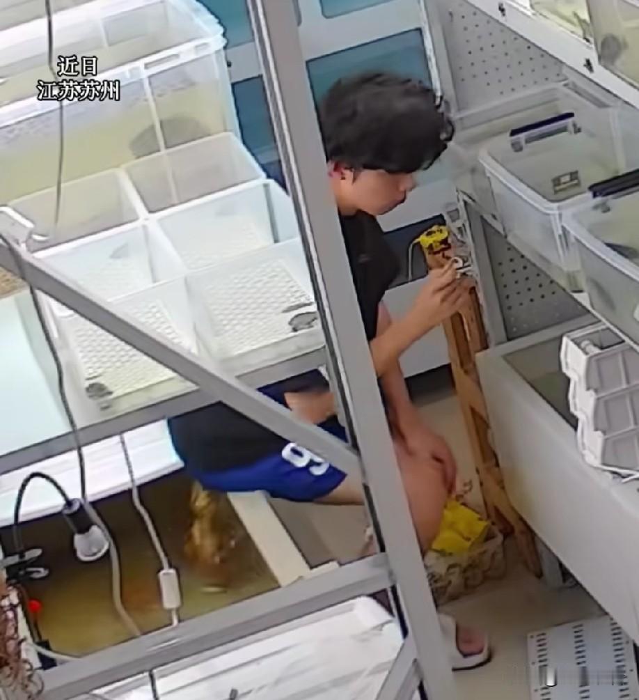近日，江苏苏州有一男子上演大型社死现场，他闲来无事蹲在龟缸边上逗萨尔文蛋龟，只顾