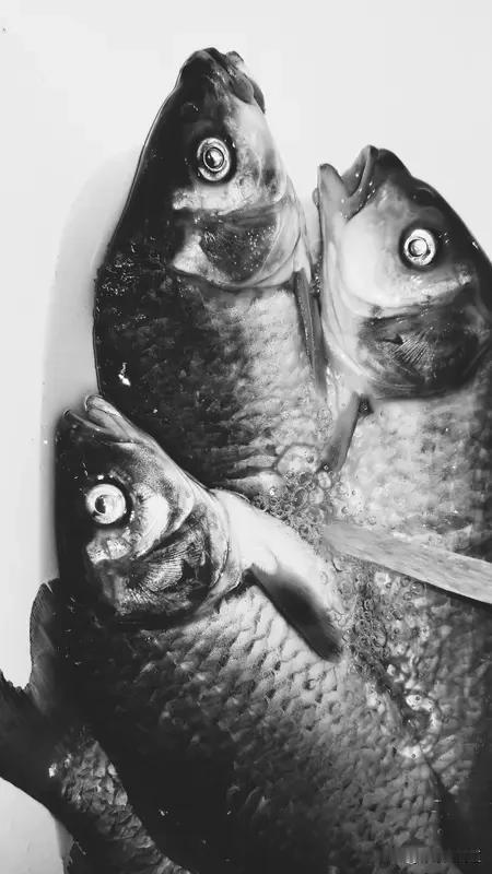 鲫鱼生命力真的超顽强！它堪称淡水中的“生存大师”。从生理机制看，它能在0 - 3