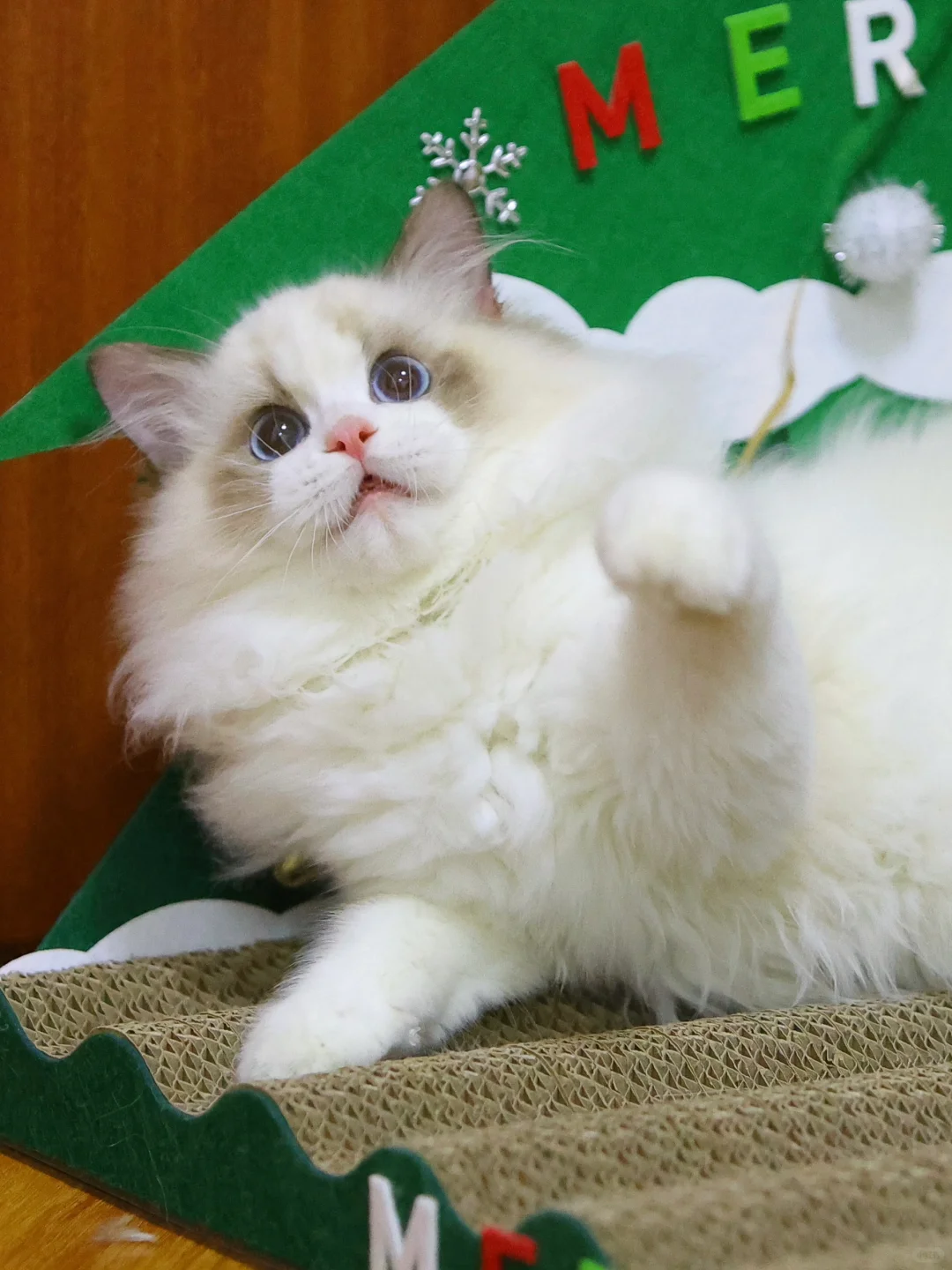 现猫蹲家🦋海双弟弟·小火龙