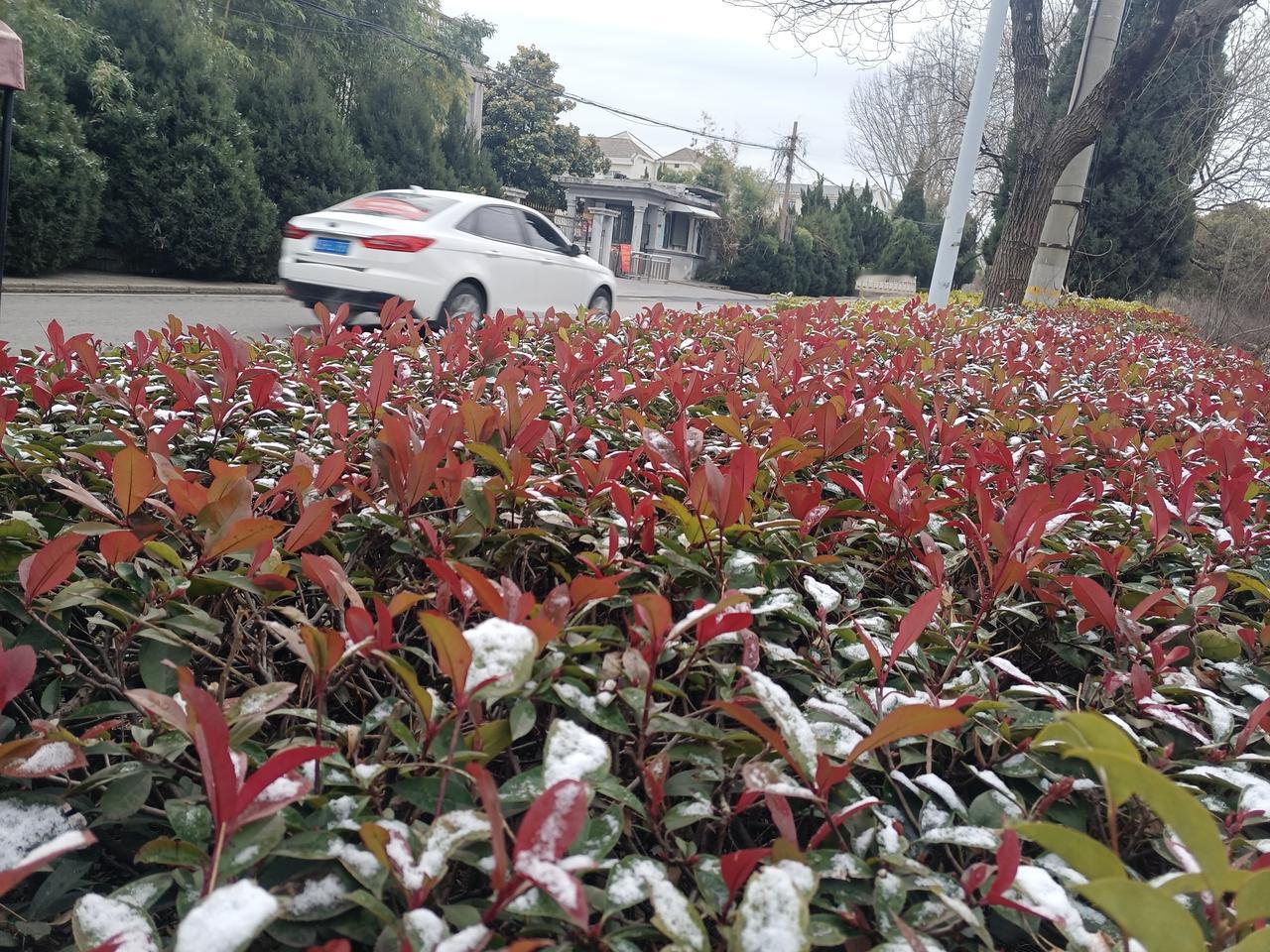 瑞雪兆丰年！天气预报无雨雪，凌晨下起了雨和雪。金蛇辞旧岁，骏马载福来！祝福祖国和