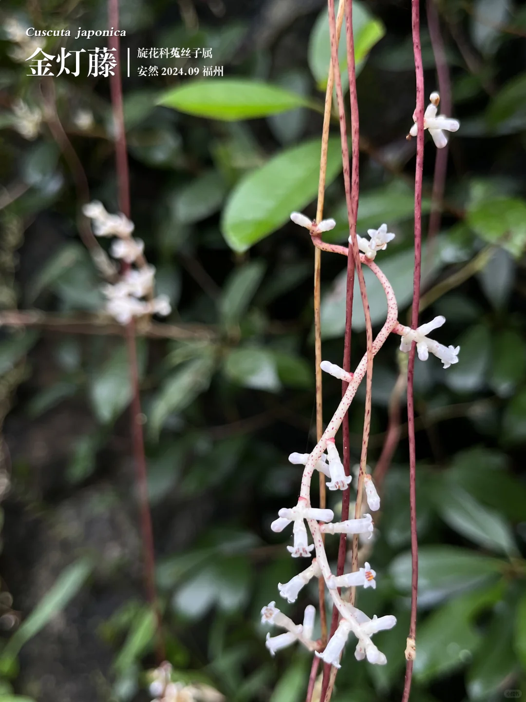 福州植物打标474 ｜ “日本菟丝子”金灯藤
