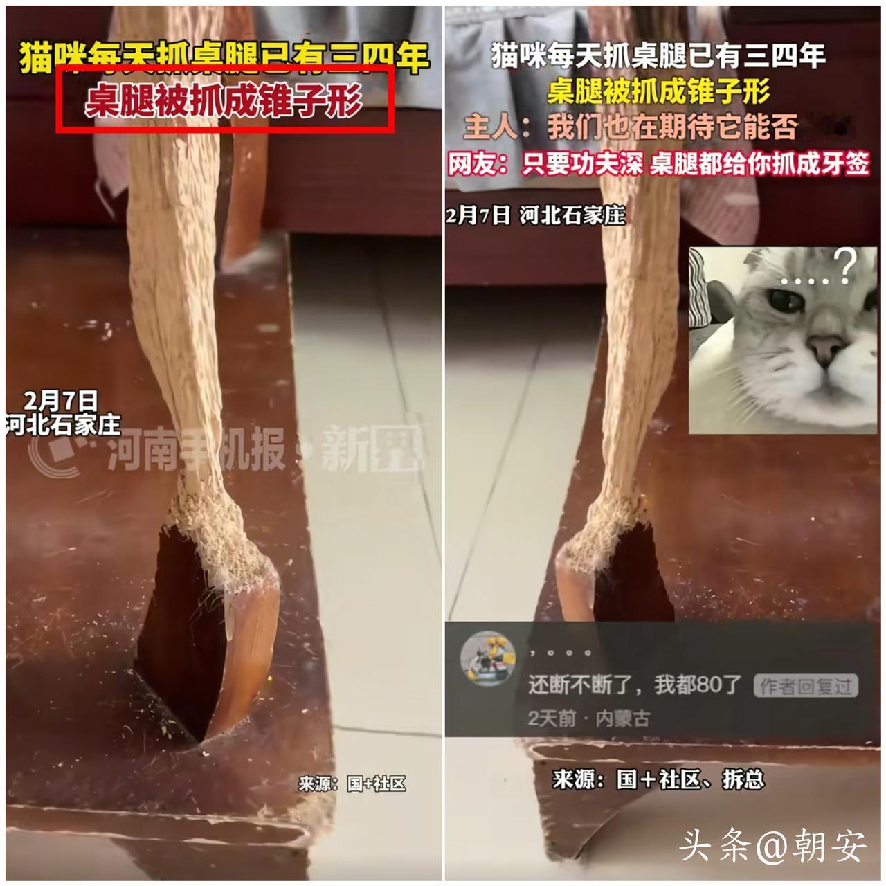 真是稀奇！

河北一猫咪认准桌腿狂抓4年，好好的实木腿被磨得摇摇欲坠，全网都  