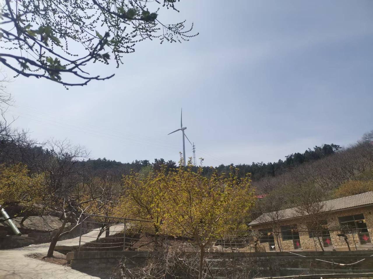 今年我们这里有个“安丘桃花节”，已经举办了14届，今年是第15届，我很想去。
这