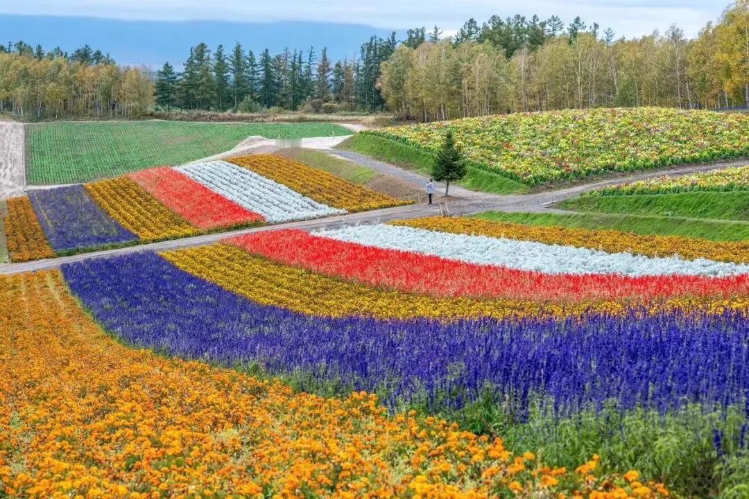 今天看到以前在日本北海道花田拍的照片，我突然有灵感了，在农村院子里也尝试一下，买