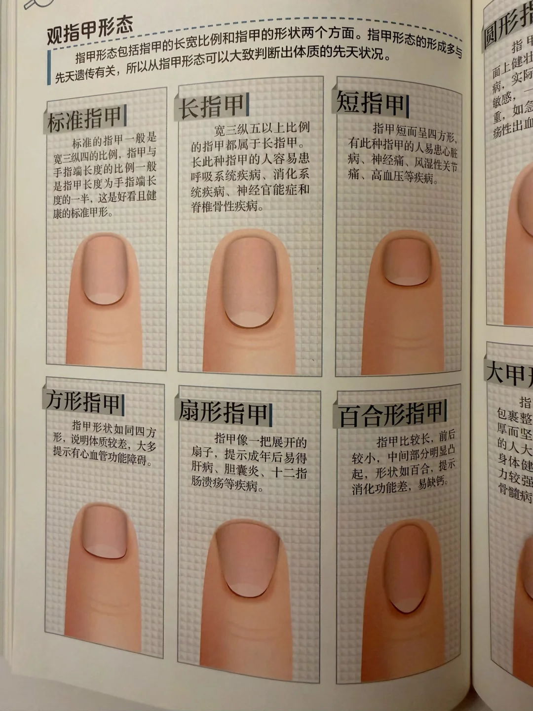 指甲的色泽、纹路
