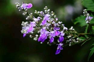 对联飞花令 荆花
出句：为挡山窥花举手（雪浪）