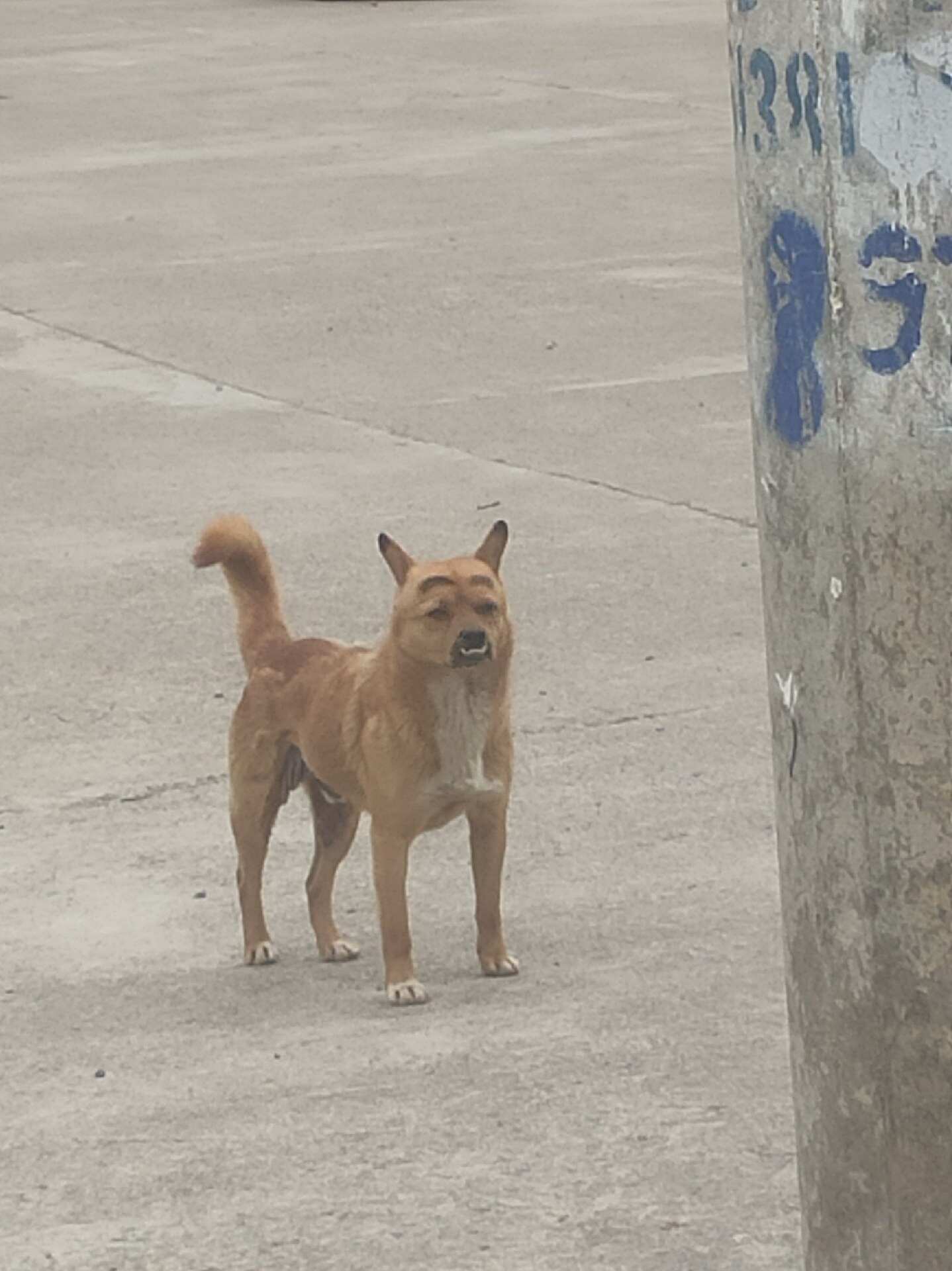 在镇里看到的狗，好搞笑眉毛是它奶奶画的，它还有个小白兄弟 