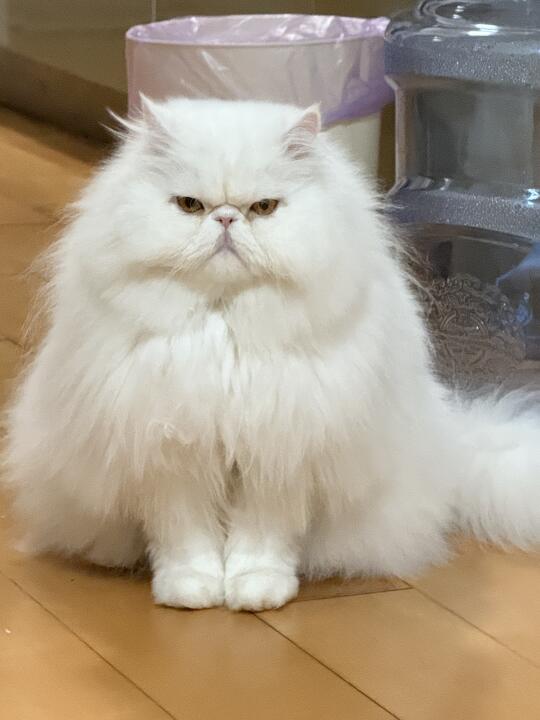 快来哄咪，我哄不好了！