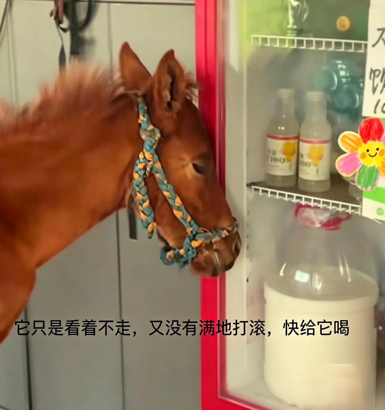 没有妈妈的小马死守冰柜不肯移步，它在苦苦守候什么？
 众人连拉带拽，这匹小马依旧