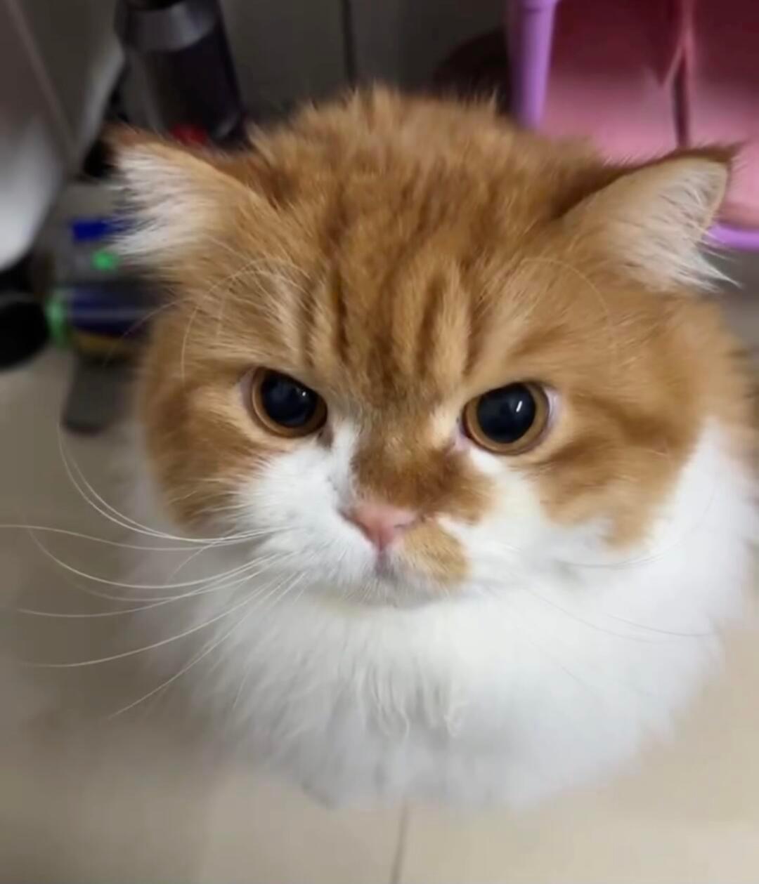 人，起床了！( •̀д•́) 