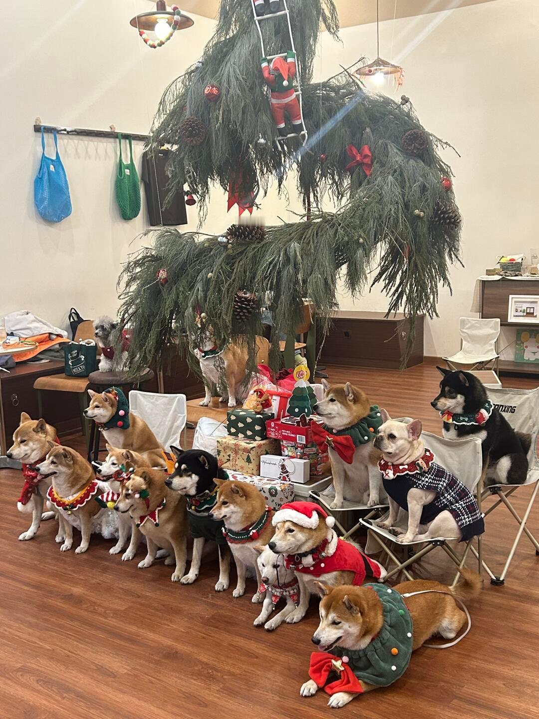 偶遇小狗圣诞聚会，据说只有柴犬主人才知道这个聚会门道有多深[哈哈] 