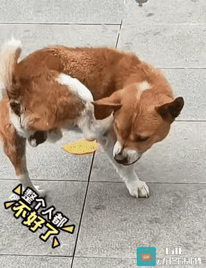 汪星人：我怎么越来越痒？