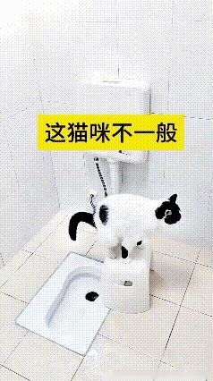 你瞅瞅这猫多有才！害怕尿尿崩屁股蛋子，专门站到凳子上面尿尿。尿完之后，噌一下就跑