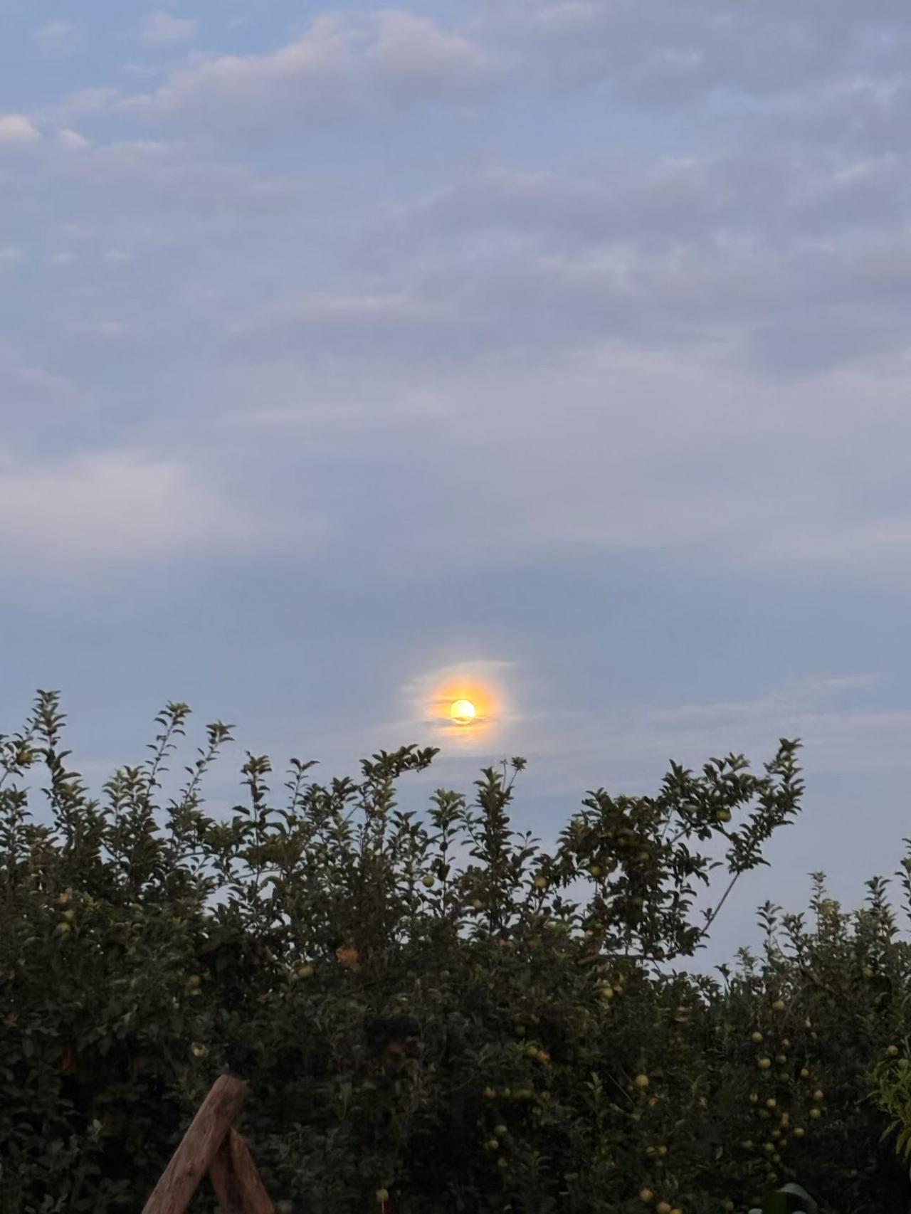 果园的夕阳[送自己一朵花][送自己一朵花][送自己一朵花]