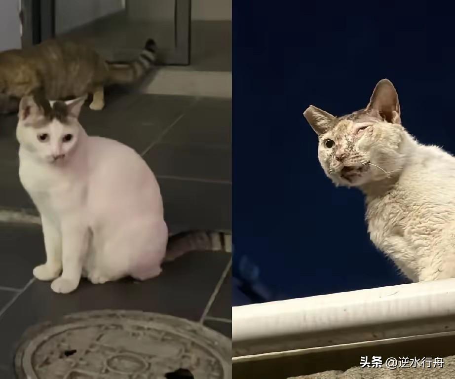 不知道这只白猫这几天经历了什么变得面目全非。它前几天被人抓走当时以为是带回去收养