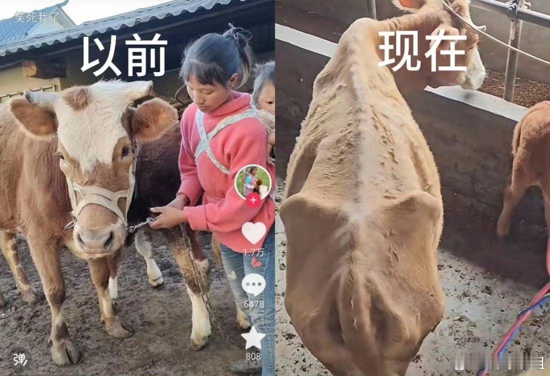 #小英家的牛#农村一般养牛都会喂的好好的，毕竟牛干体力活啊……果然小英家什么都是