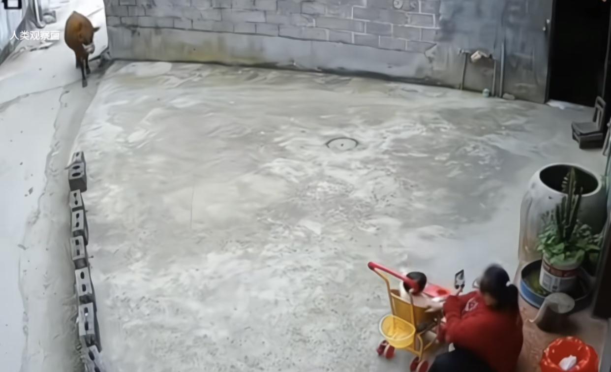 牛突然出现在家门口，母亲穿红衣害怕的直接不管孩子独自进屋。广西一女子坐在家门口带