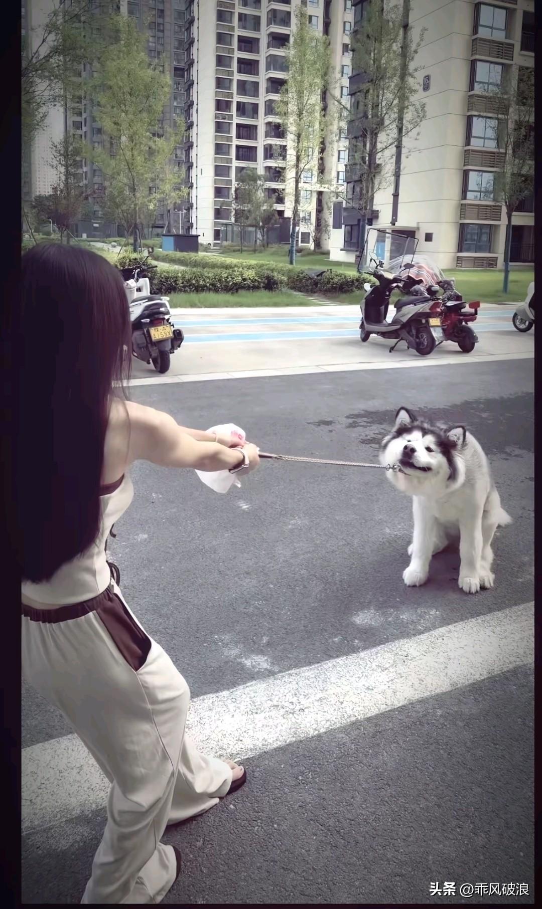一位身形瘦小的女子，在街上遛一只阿拉斯加。这阿拉斯加的体重超过了女子，突然撒起欢