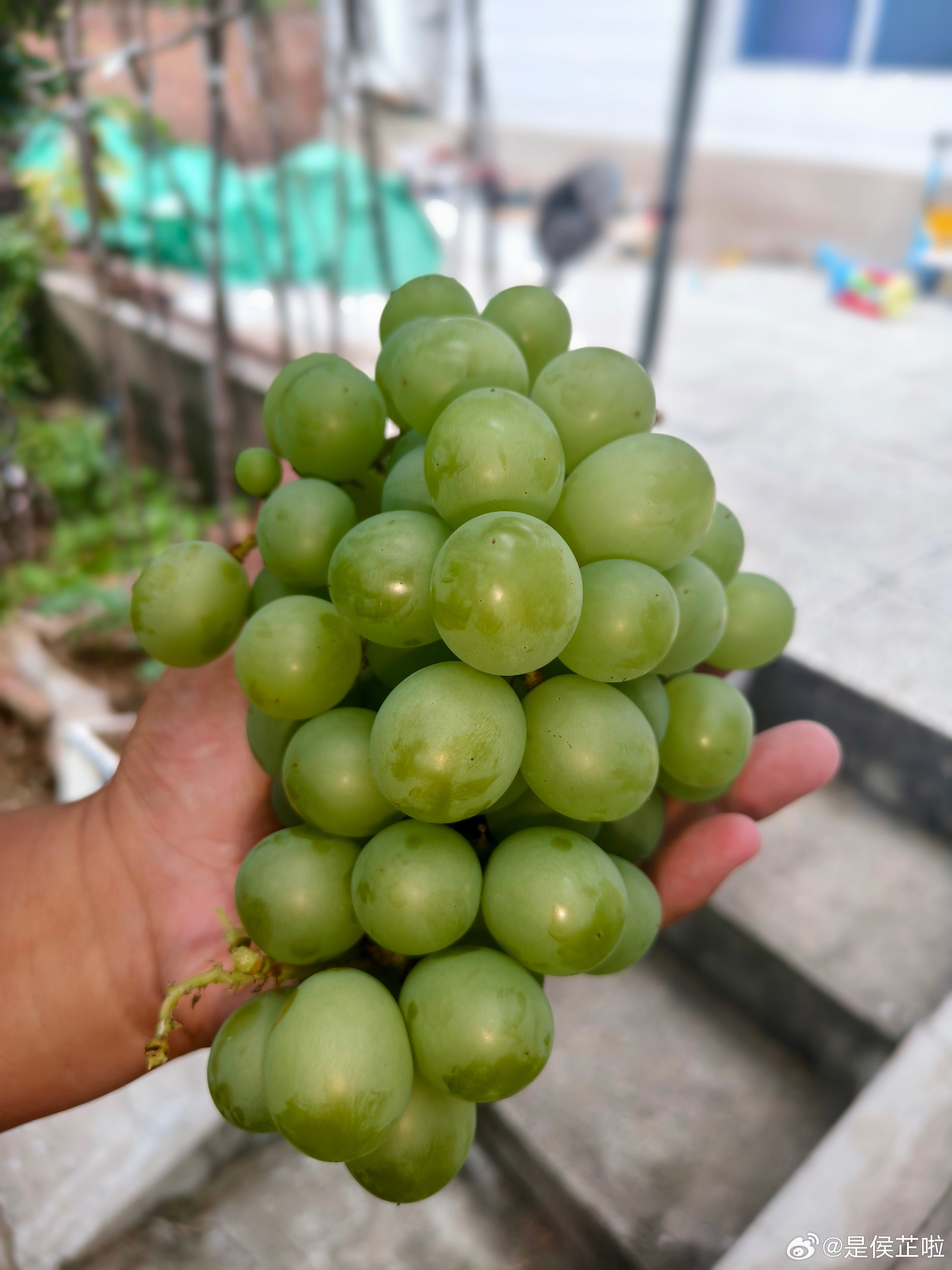葡萄熟啦在微博过暑假亲子大玩家