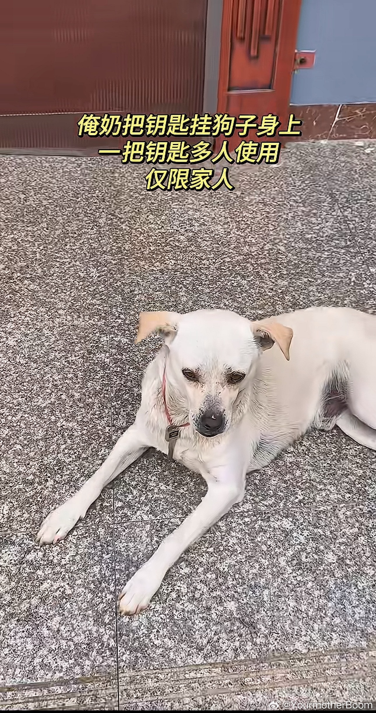 把钥匙挂在狗身上一把钥匙多人使用 