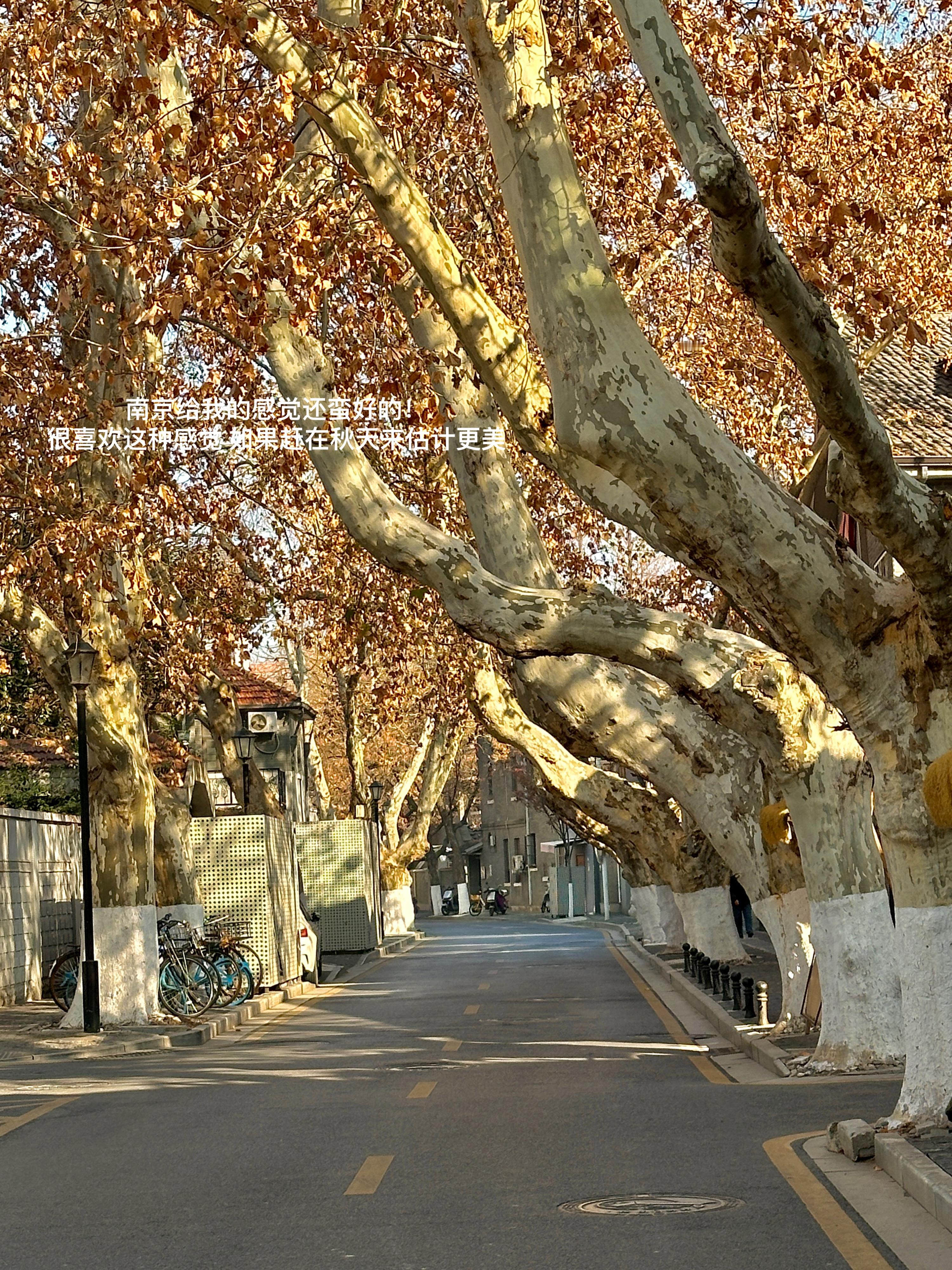 🍁多走走 多记录 多感受 南京