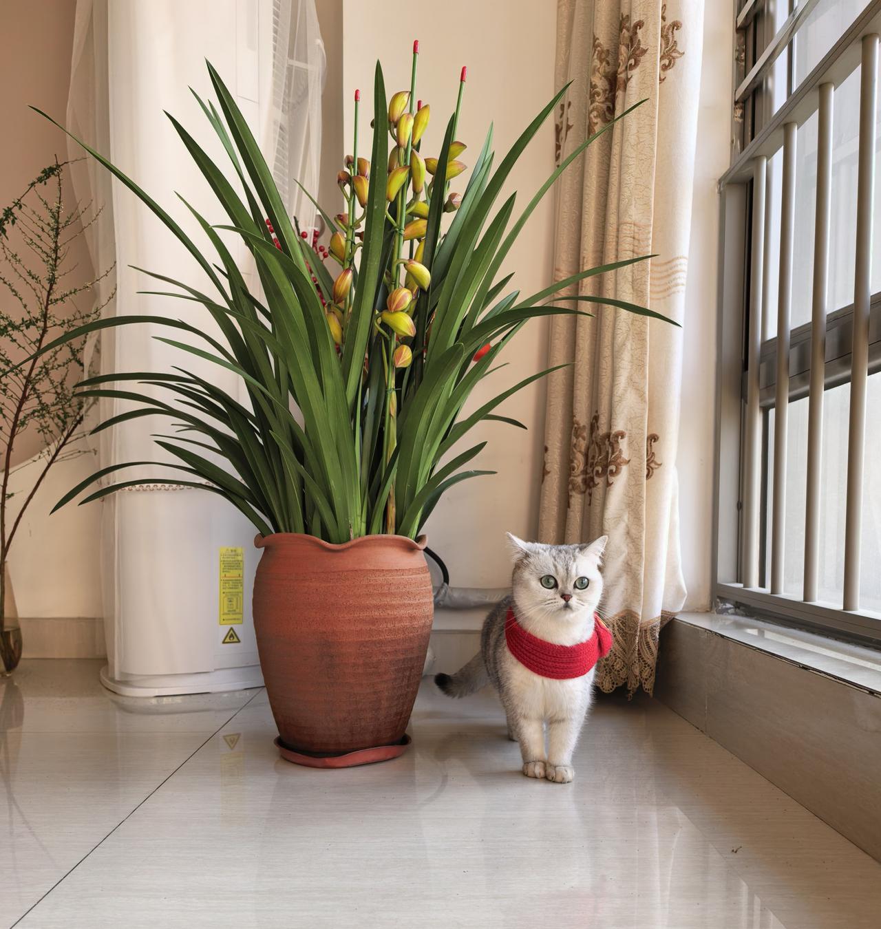 快要过年了，我的招财猫小麦也戴上红围脖，喜庆。