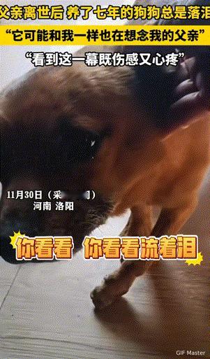万物皆有灵！河南，狗狗和主人一起生活了七年，当主人离世后，家人发现狗狗总是闷闷不