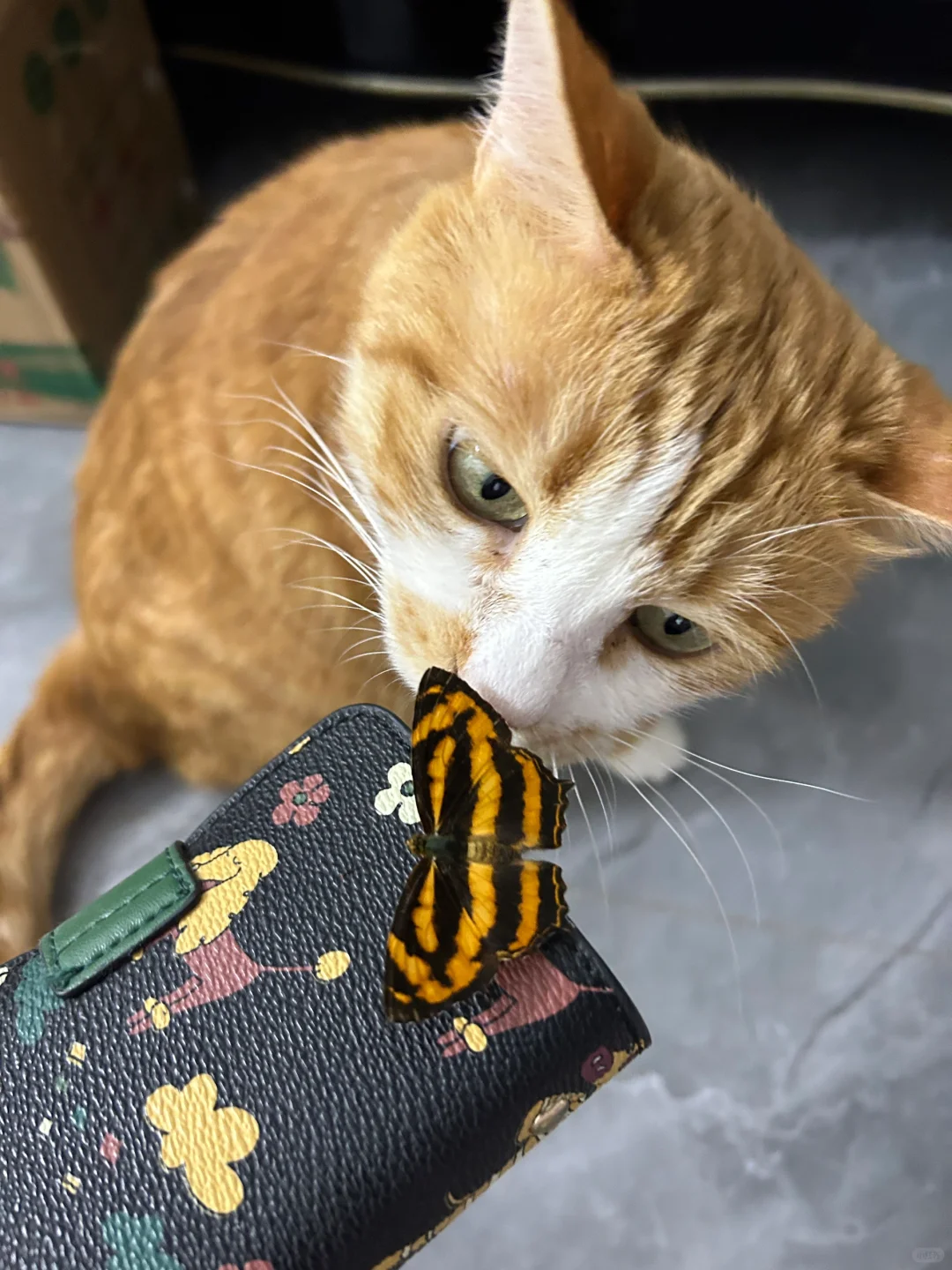 看蝴蝶看到对眼🦋