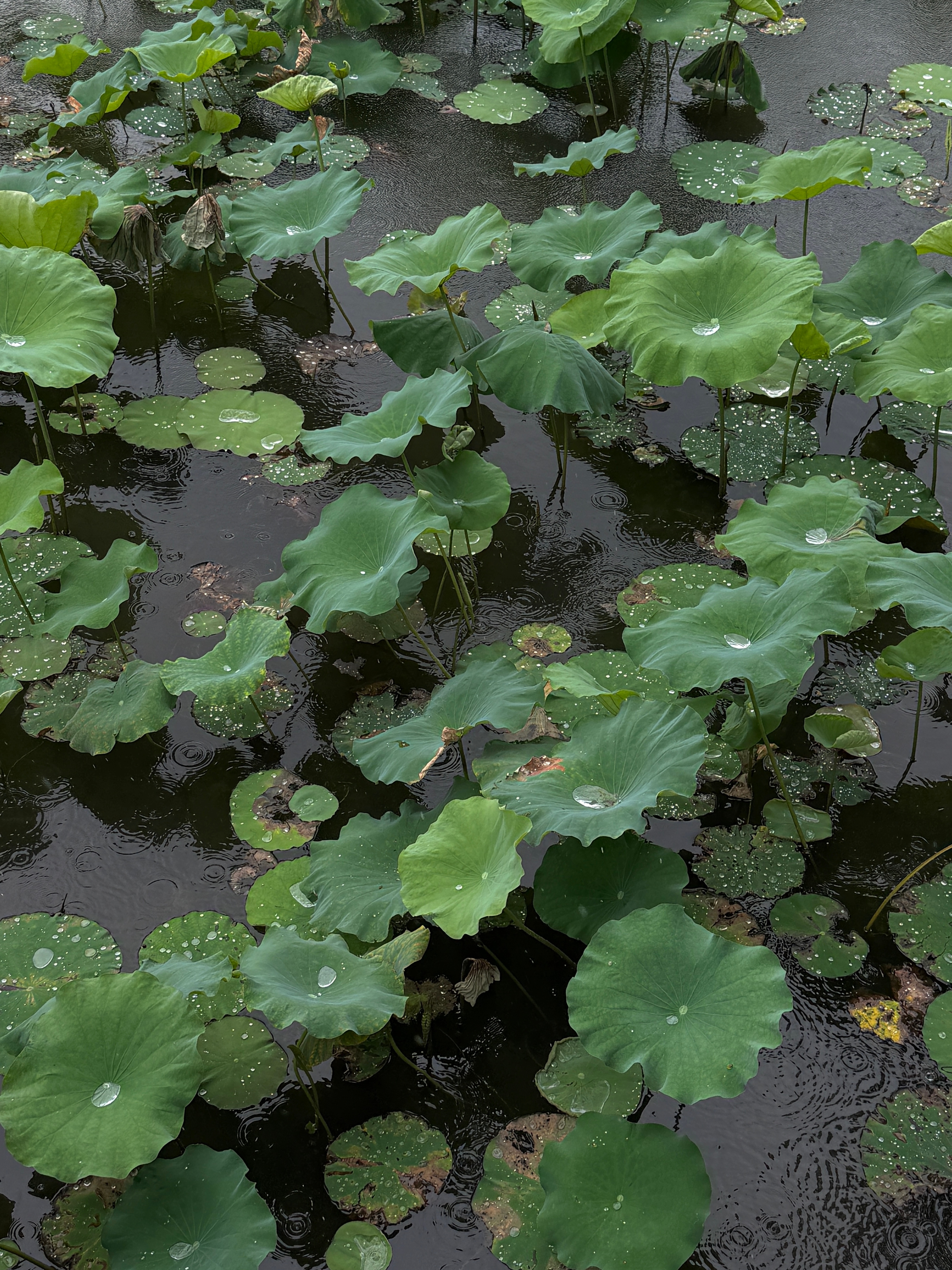 画船听雨眠