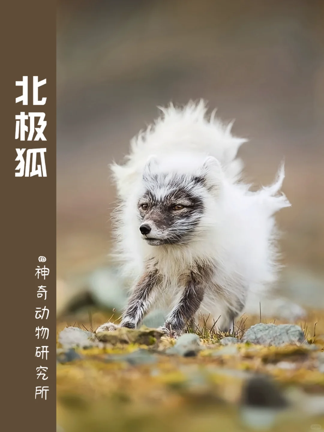 每天了解一种趣味动物👀北极狐