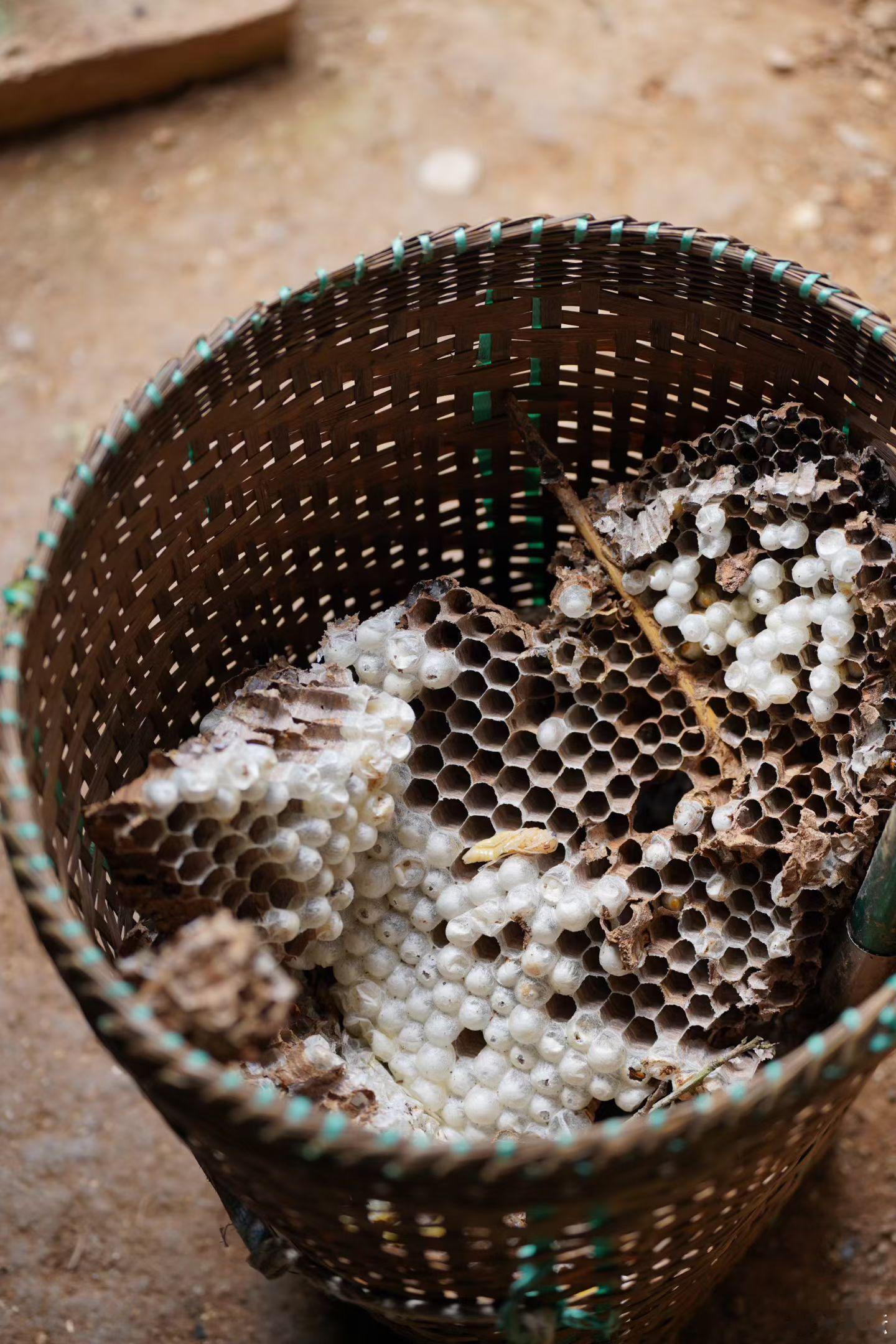 一窝蜂蛹 ​​​