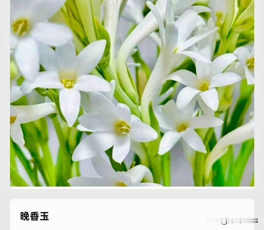 “液体钻石”——晚香玉
晚香玉是‌天门冬科（旧归石蒜科）晚香玉属‌多年生球根草本