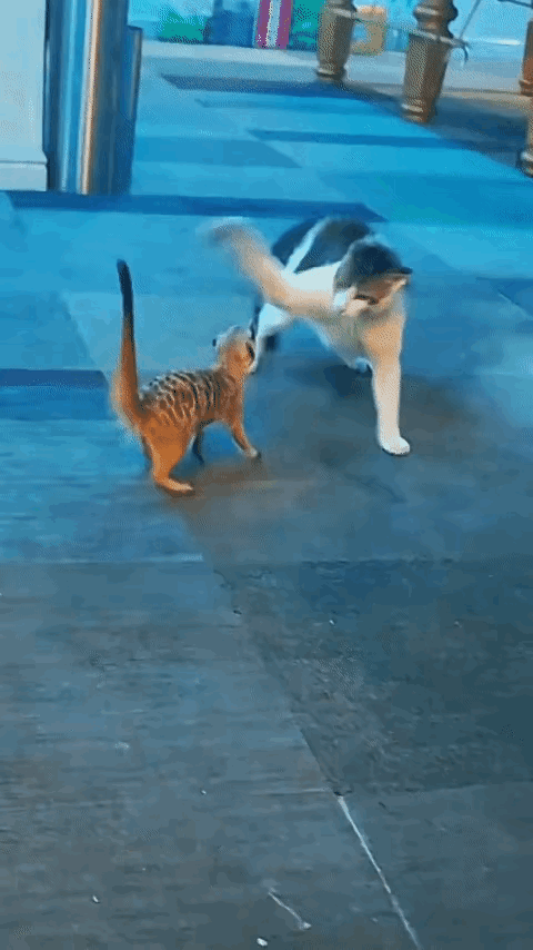 没有对比就看不出来平时猫咪有多强大，有对比以后就一目了然了。