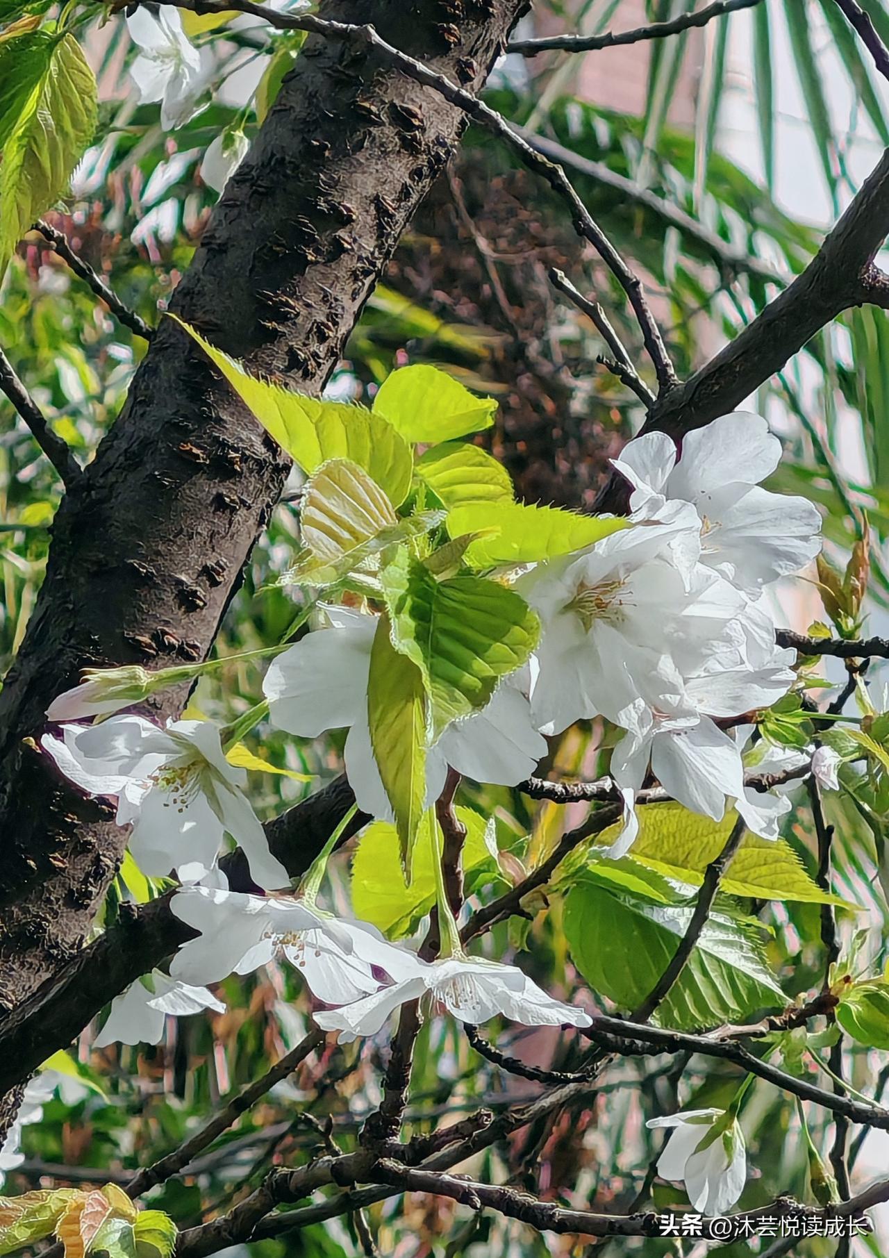 今早跑步绕园区转了一圈，随手拍了几张照片，太治愈了～
 
在这红砖绿竹的巷子里走