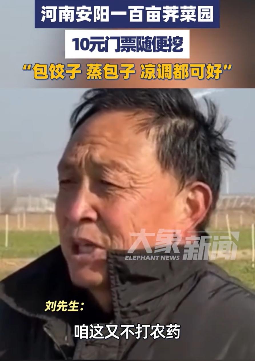 太有头脑了！河南一男子种了100多亩荠菜，由于长势不好，再卖不掉就全烂地里了。面