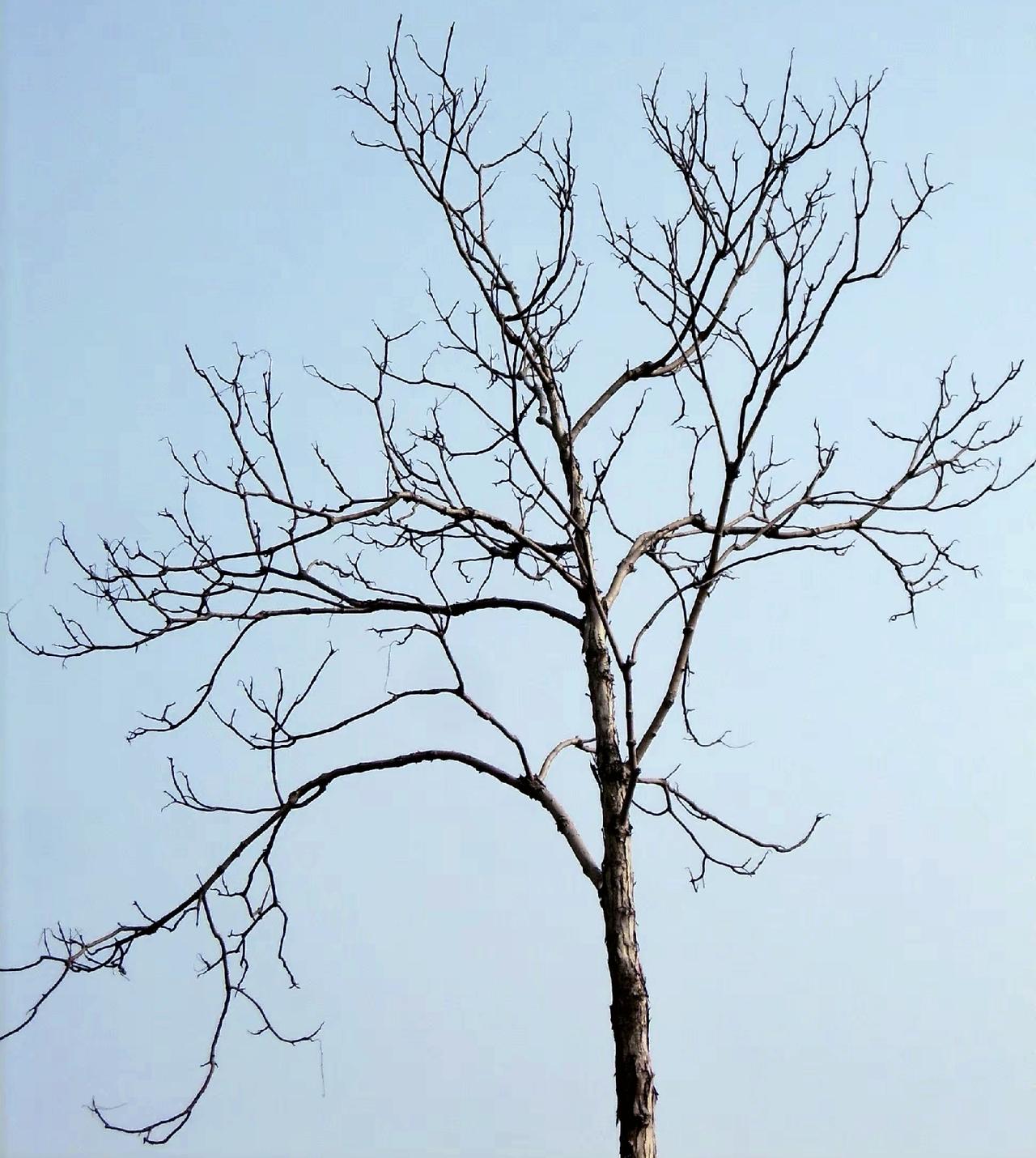 寒风萧瑟，冬天已经来临，春天还远吗？枯木又逢春。祝愿2026心想事成，万事如意！